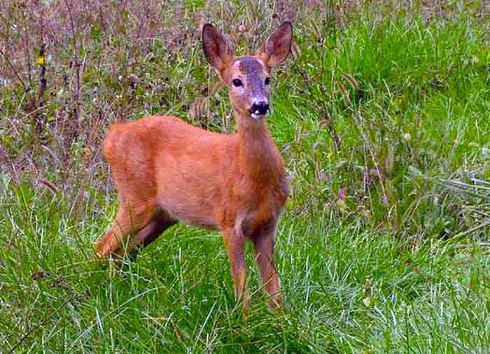 capriolo