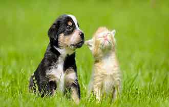 foto-cani-gatti