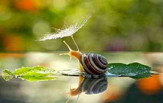 foto-macro