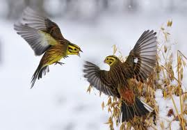 foto animali 1