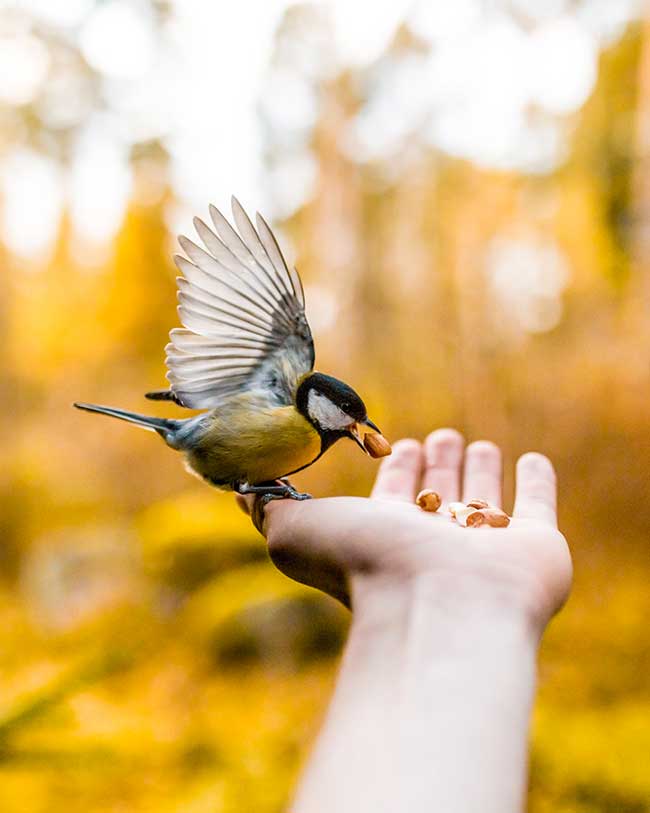 fotografia naturalistica 650x813